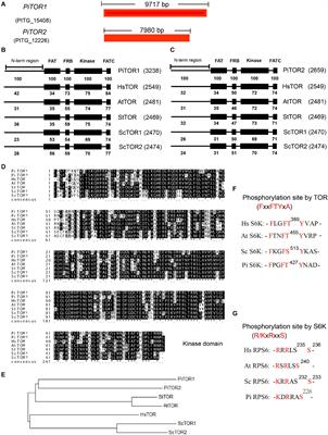 TOR Inhibitors Synergistically Suppress the Growth and Development of Phytophthora infestans, a Highly Destructive Pathogenic Oomycete